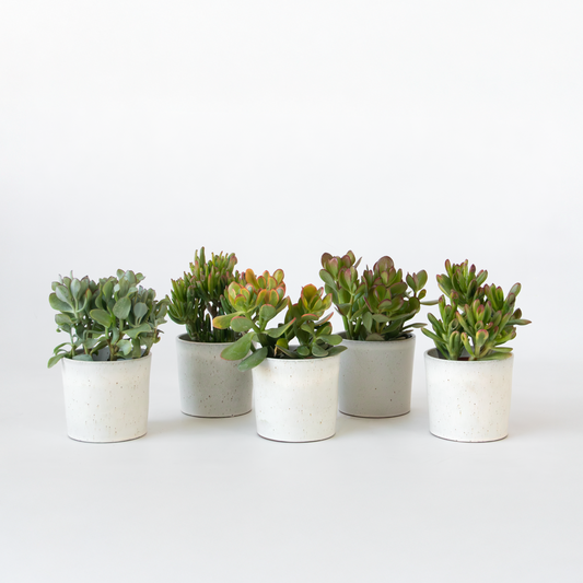 Crassula ovata - 5er-Mix