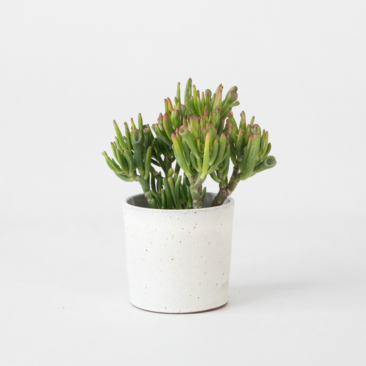 Crassula ovata 'Hobbit'