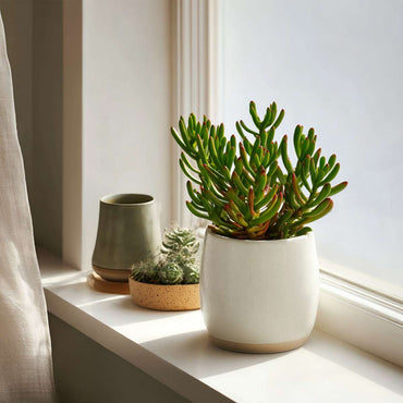 Crassula ovata 'Hobbit' - 2er-Set