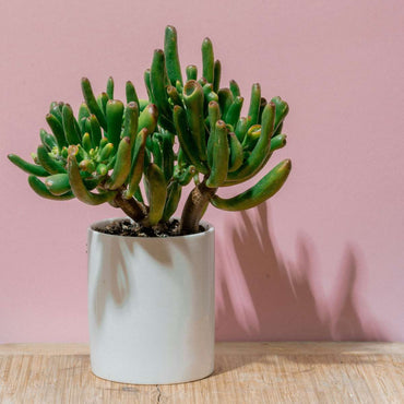 Crassula ovata 'Hobbit'