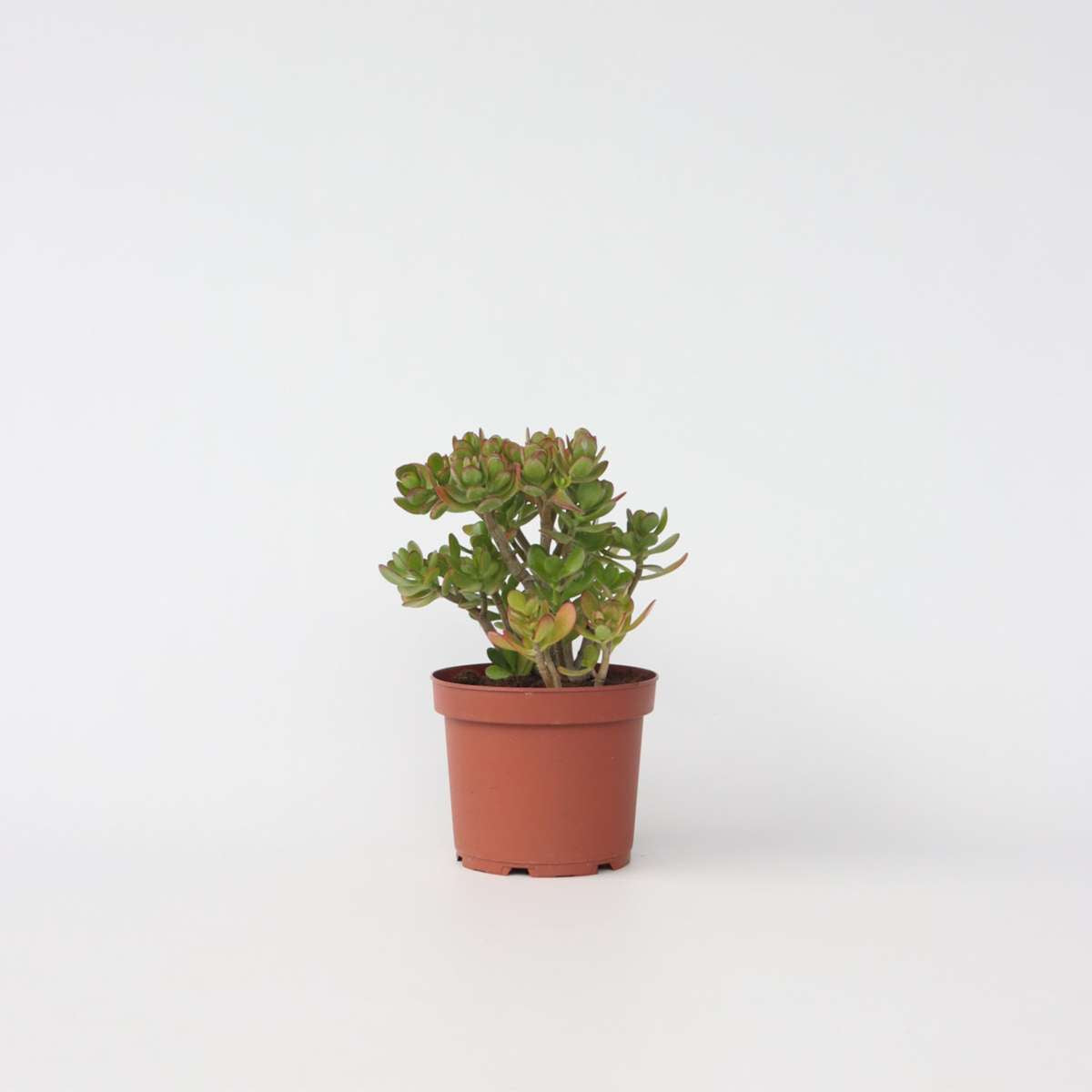 Crassula ovata 'Hobbit'