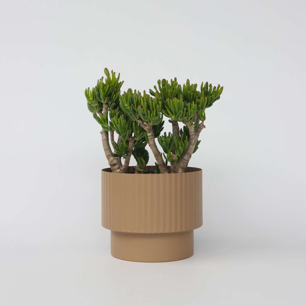 Crassula ovata 'Hobbit'