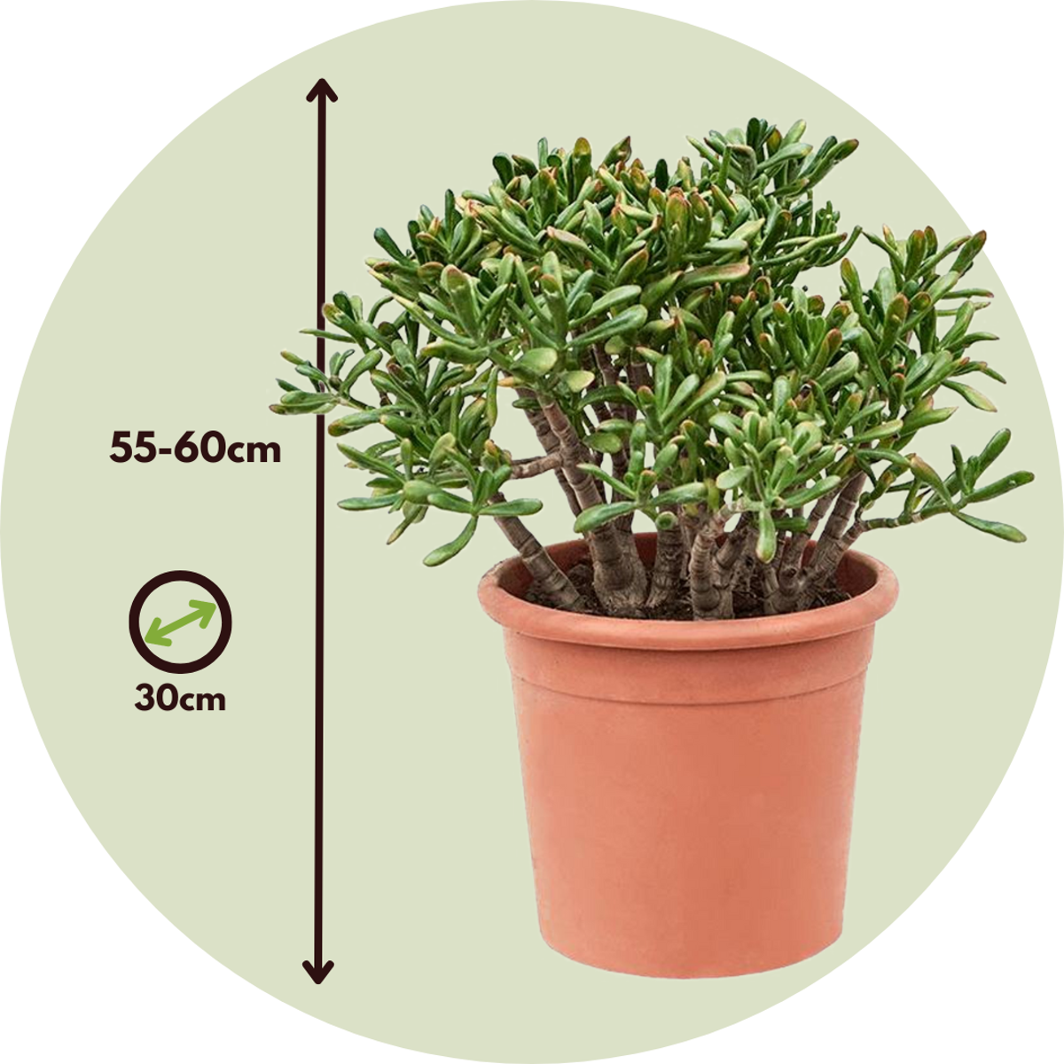 Crassula ovata 'Hobbit'