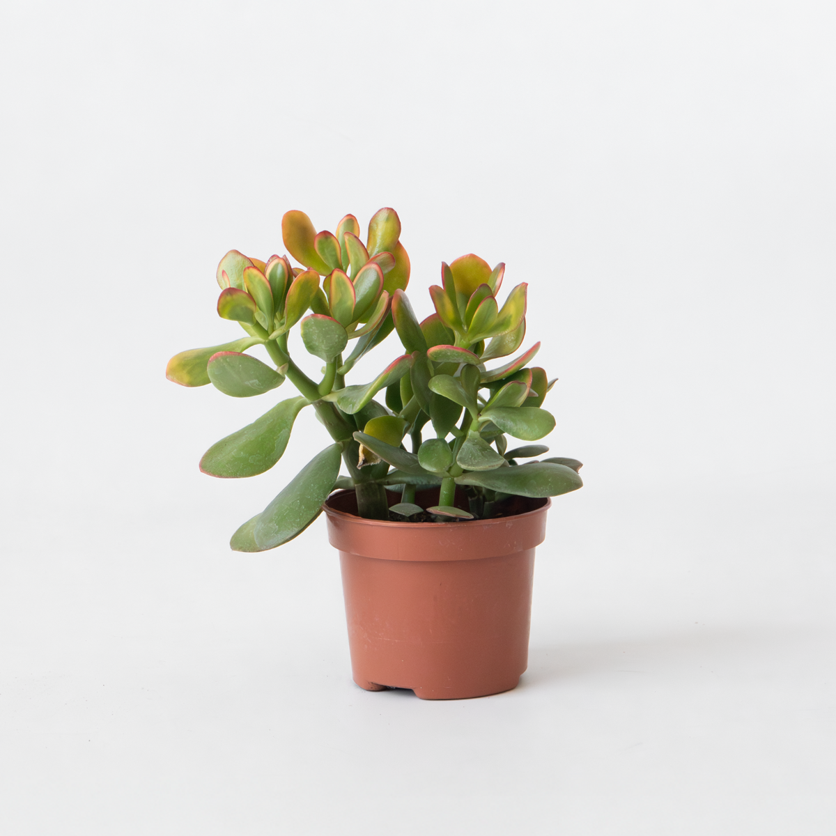 Crassula ovata 'Sunset'