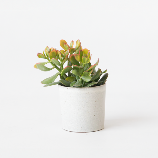 Crassula ovata 'Sunset'