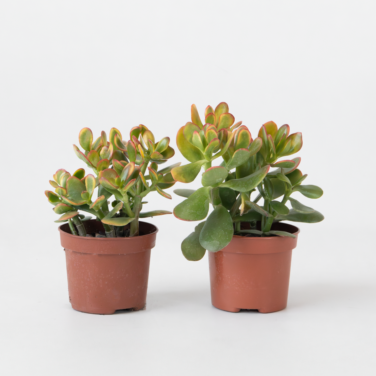 Crassula ovata 'Sunset' - 2er-Set