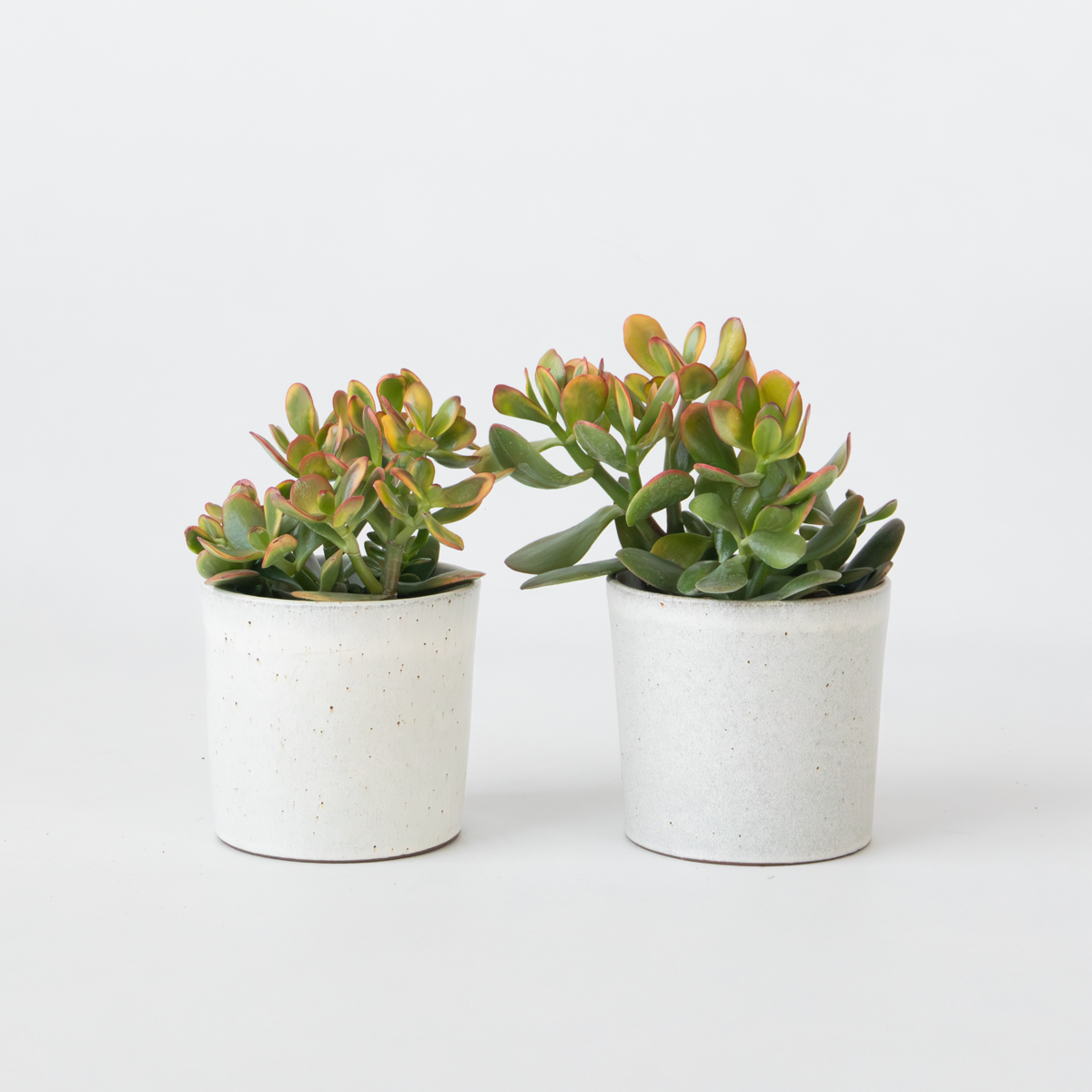 Crassula ovata 'Sunset' - 2er-Set