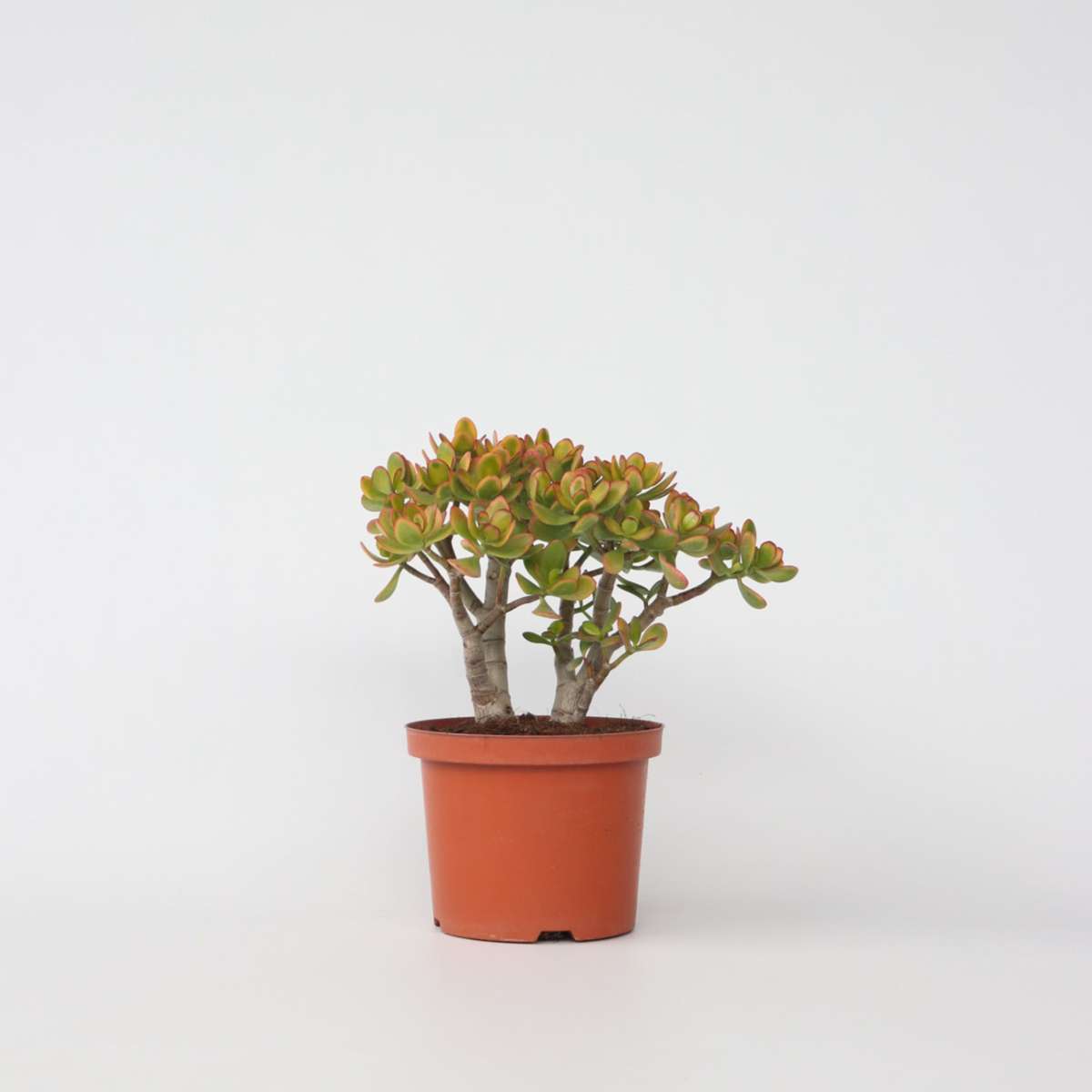 Crassula ovata 'Sunset'