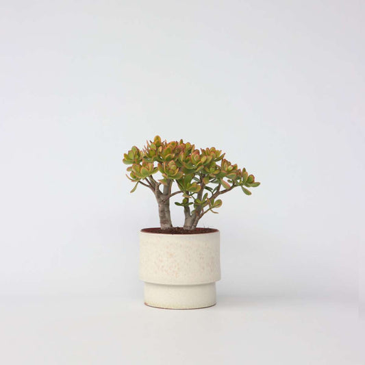 Crassula ovata 'Sunset'