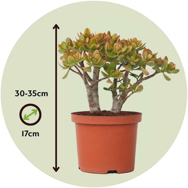 Crassula ovata 'Sunset'