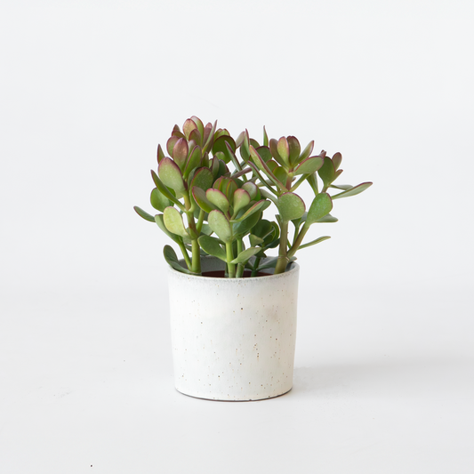 Crassula ovata 'Minor'