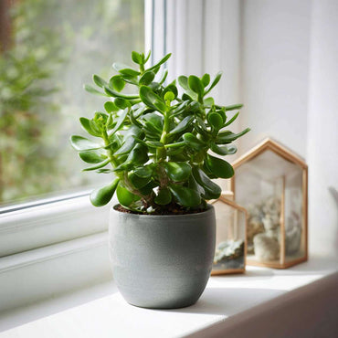 Crassula ovata 'Minor' - 2er-Set
