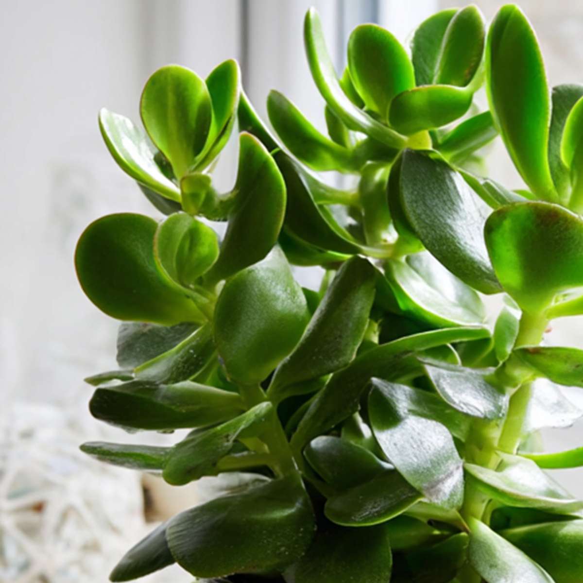 Crassula ovata 'Minor' - 2er-Set