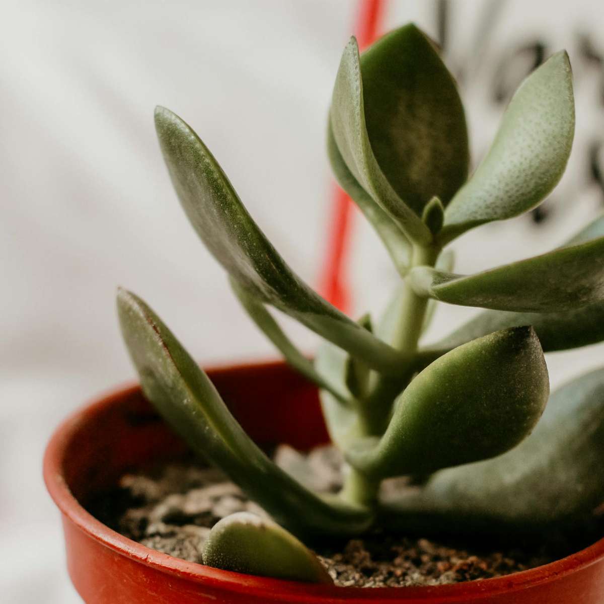 Crassula ovata 'Minor' - 2er-Set