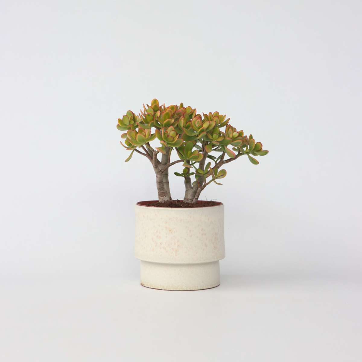 Crassula ovata 'Sunset'