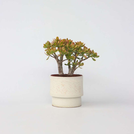 Crassula ovata 'Sunset'