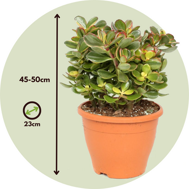 Crassula ovata 'Sunset'