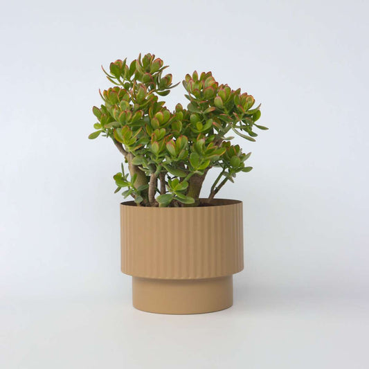 Crassula ovata 'Sunset'