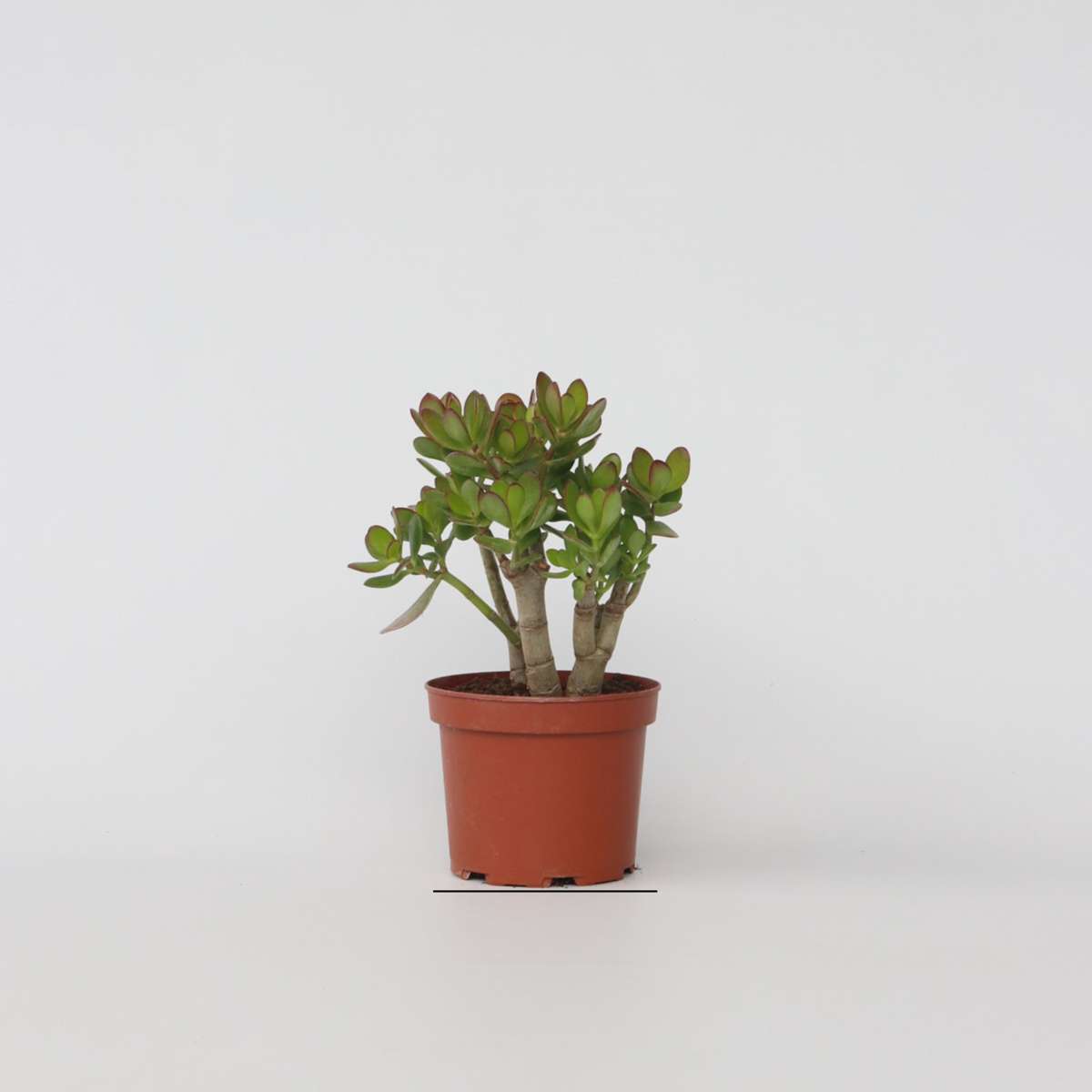 Crassula ovata 'Minor'