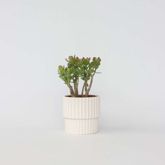 Crassula ovata 'Minor'