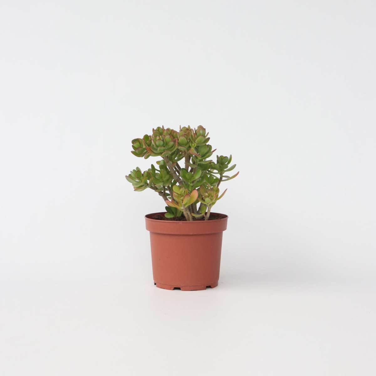 Crassula ovata 'Minor'