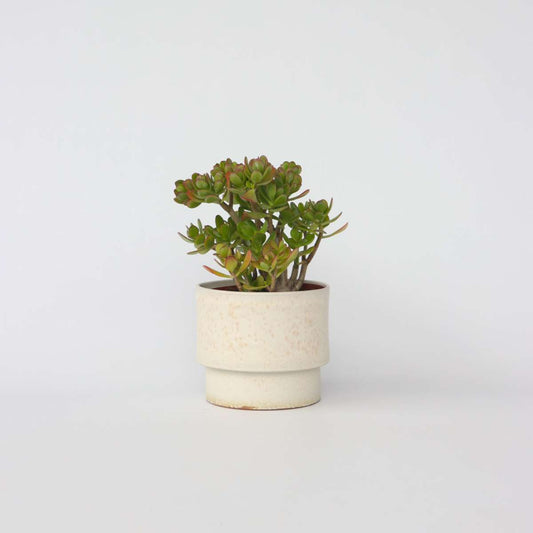 Crassula ovata 'Minor'
