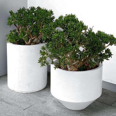 Crassula ovata 'Minor'