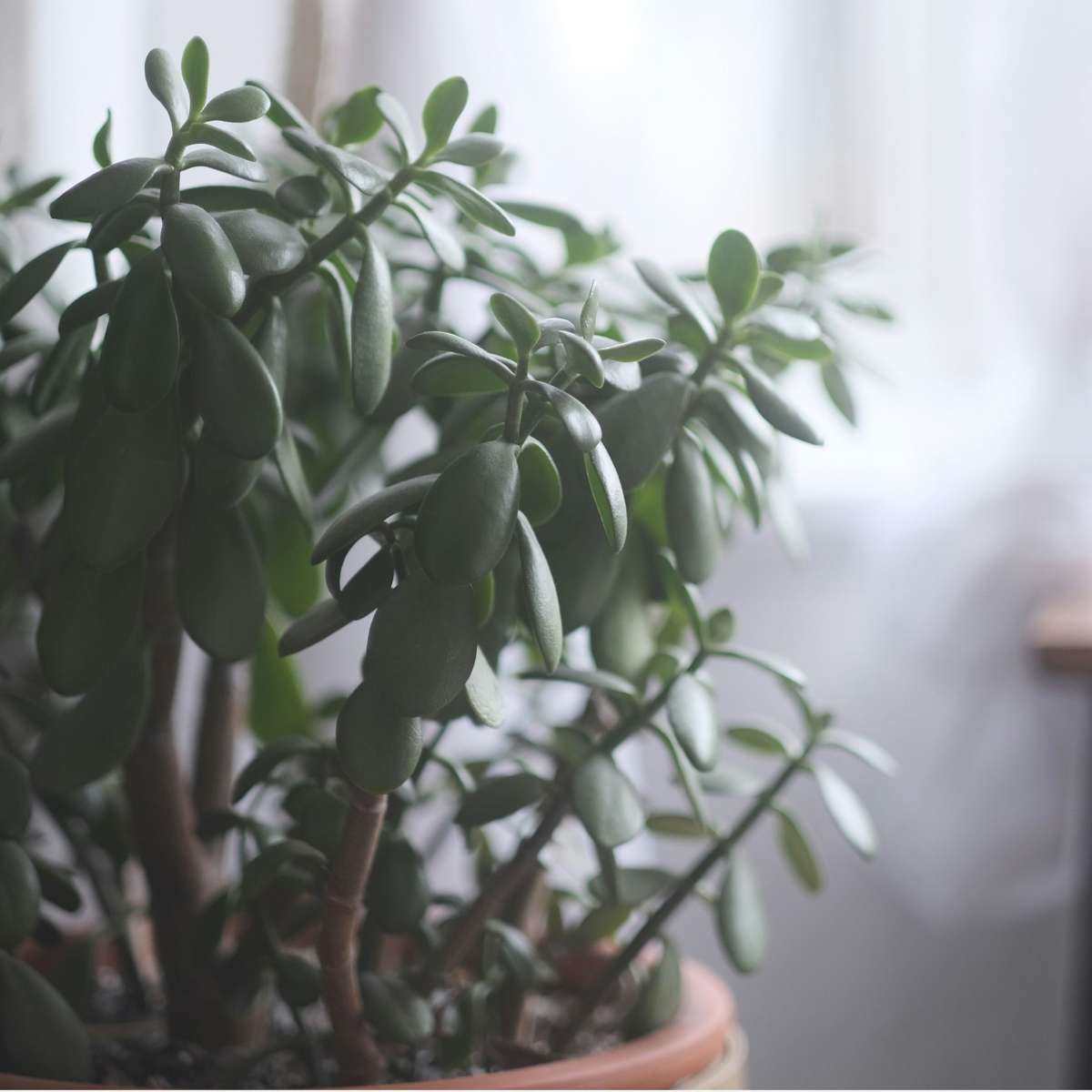 Crassula ovata 'Minor'