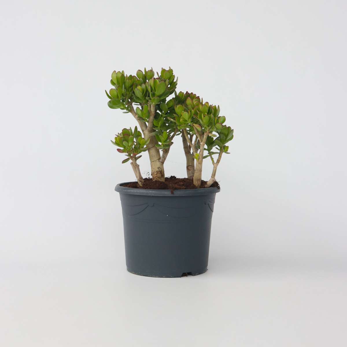 Crassula ovata 'Minor'