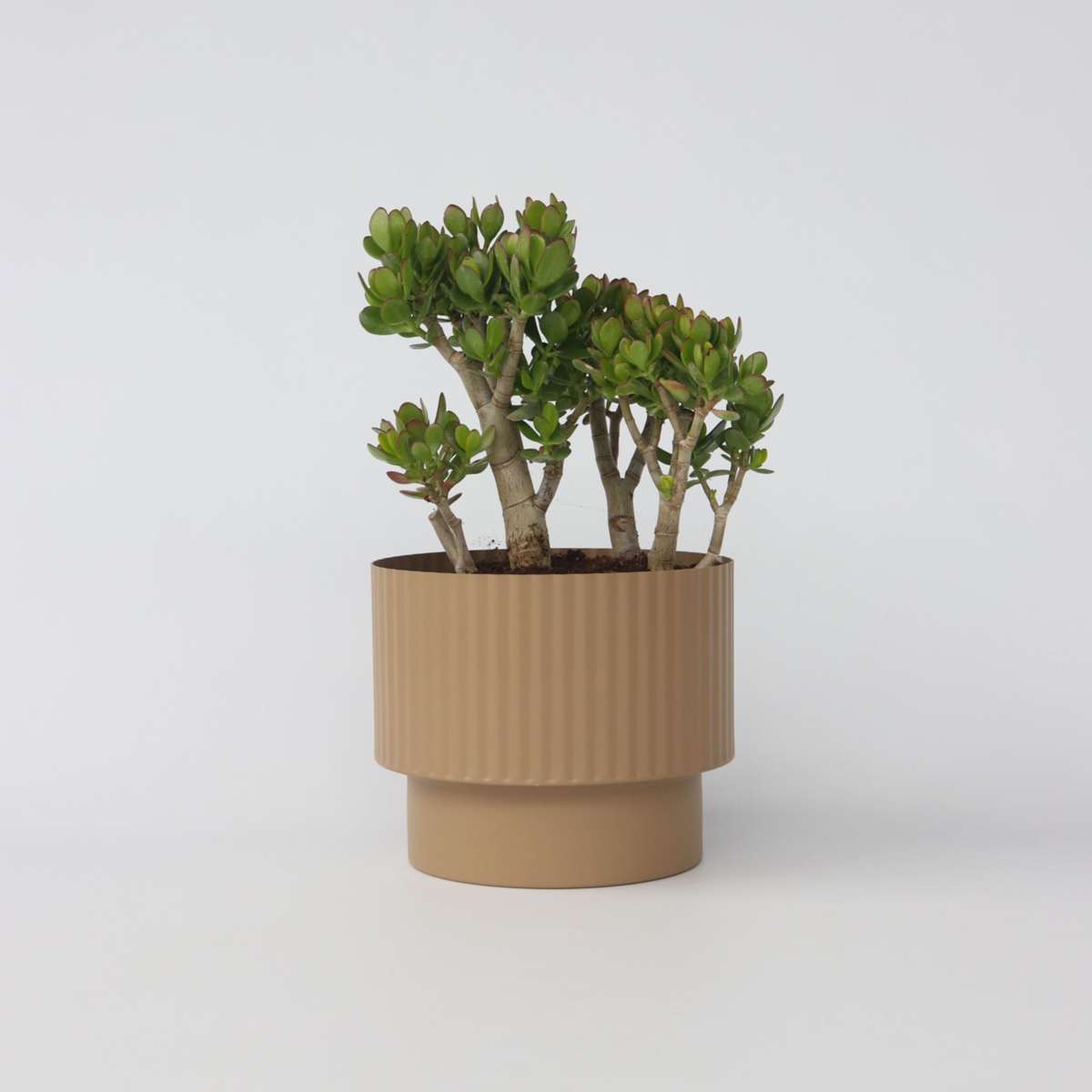 Crassula ovata 'Minor'