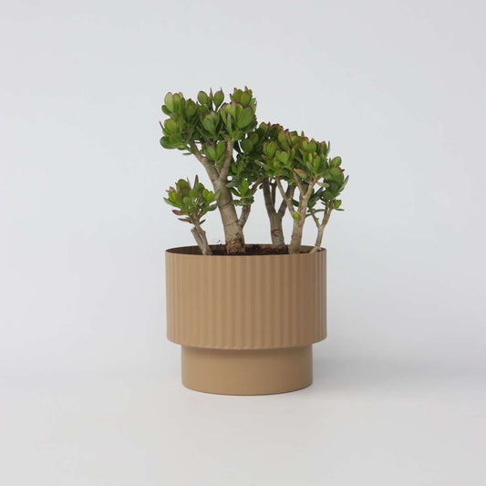 Crassula ovata 'Minor'