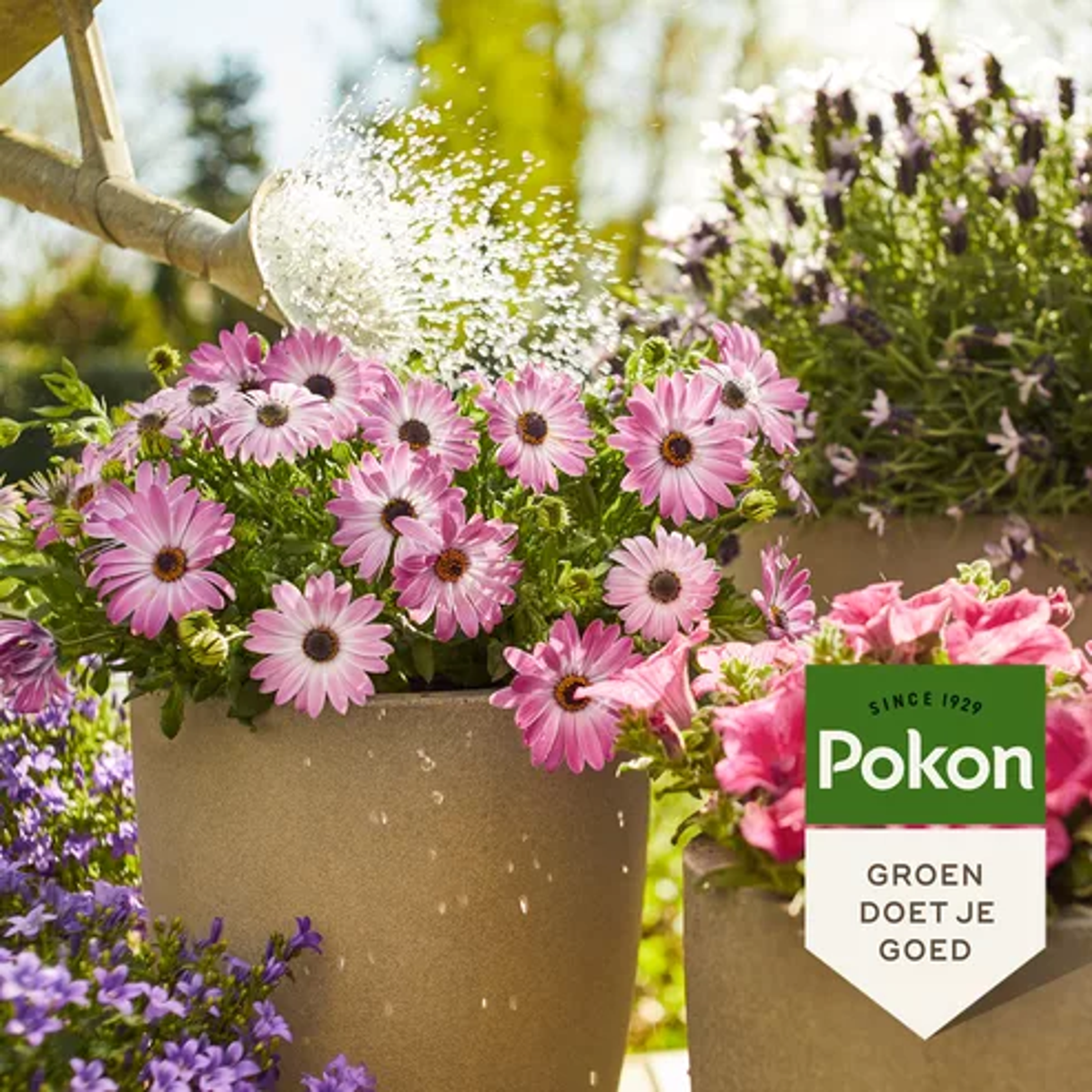 Pokon Pflanzennahrung Terrasse &amp; Balkon 500ml