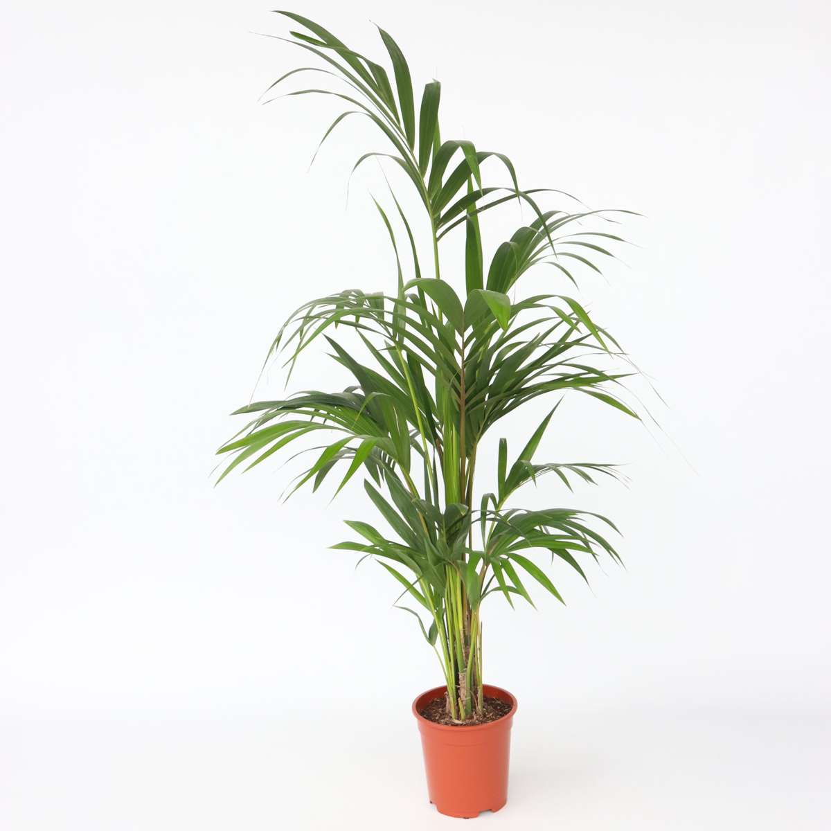 Howea Forsteriana - Kentiapalme - XL Zimmerpflanze