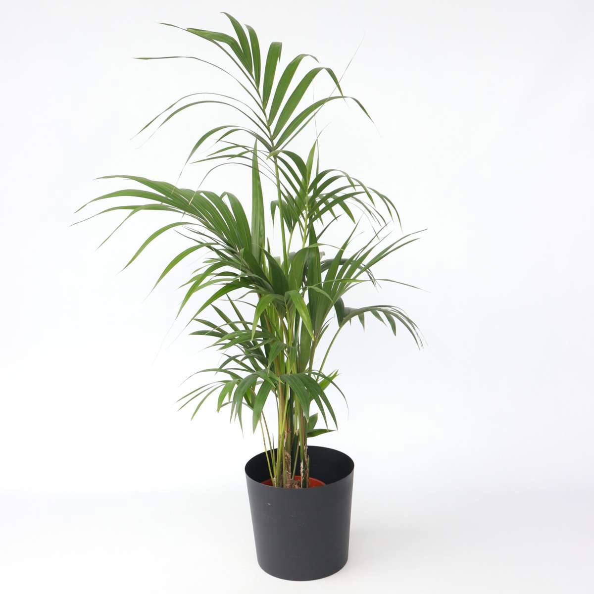 Howea Forsteriana - Kentiapalme - XL Zimmerpflanze