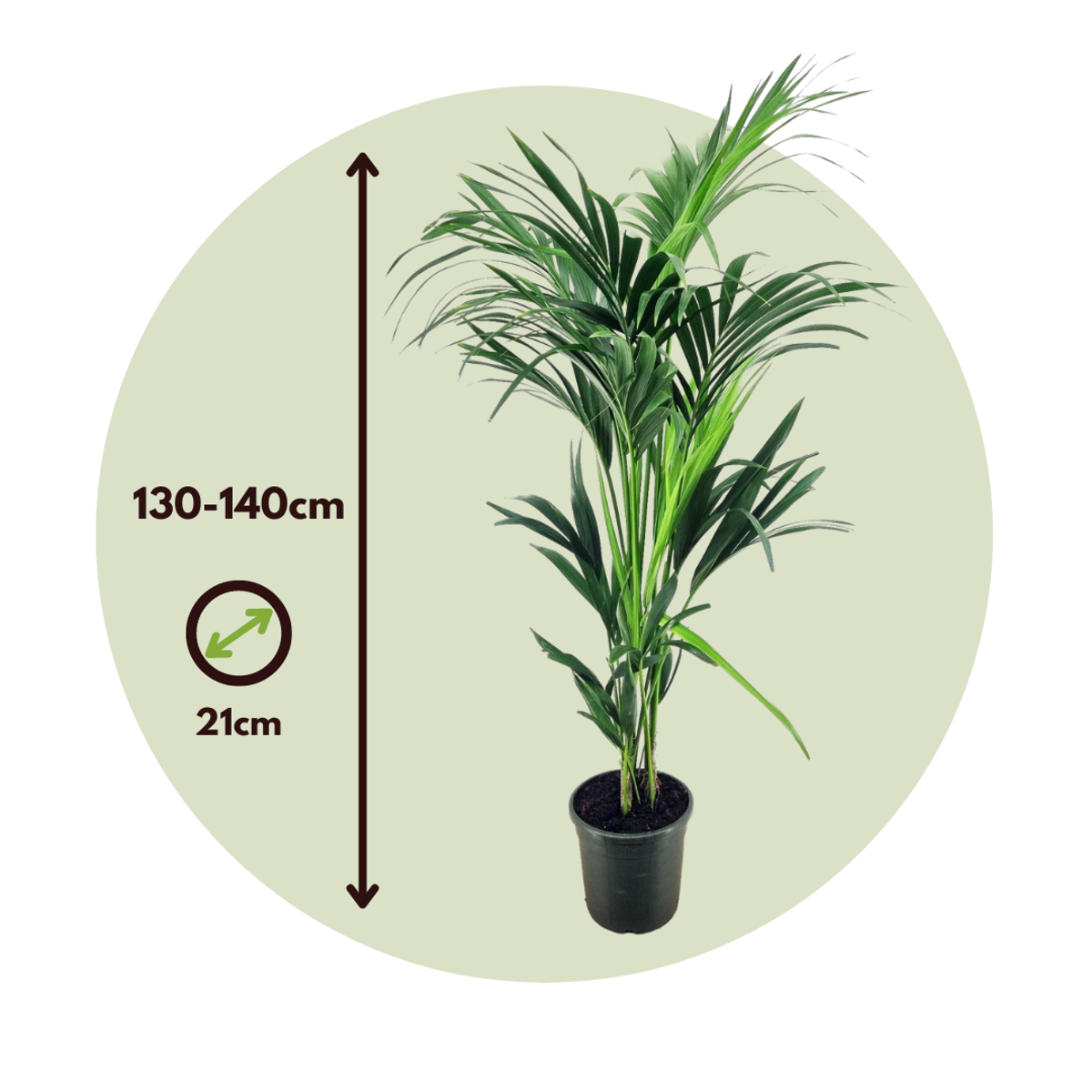 Howea Forsteriana - Kentiapalme - XL Zimmerpflanze