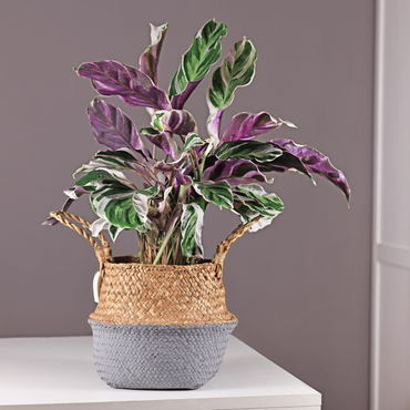 Calathea 'Fusion White'