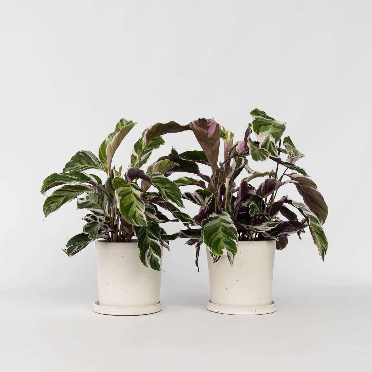 Calathea 'Fusion White' - 2er-Set