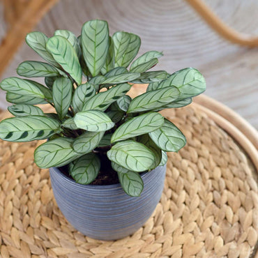 Ctenanthe 'Gebetspflanze' - Burle-marxii