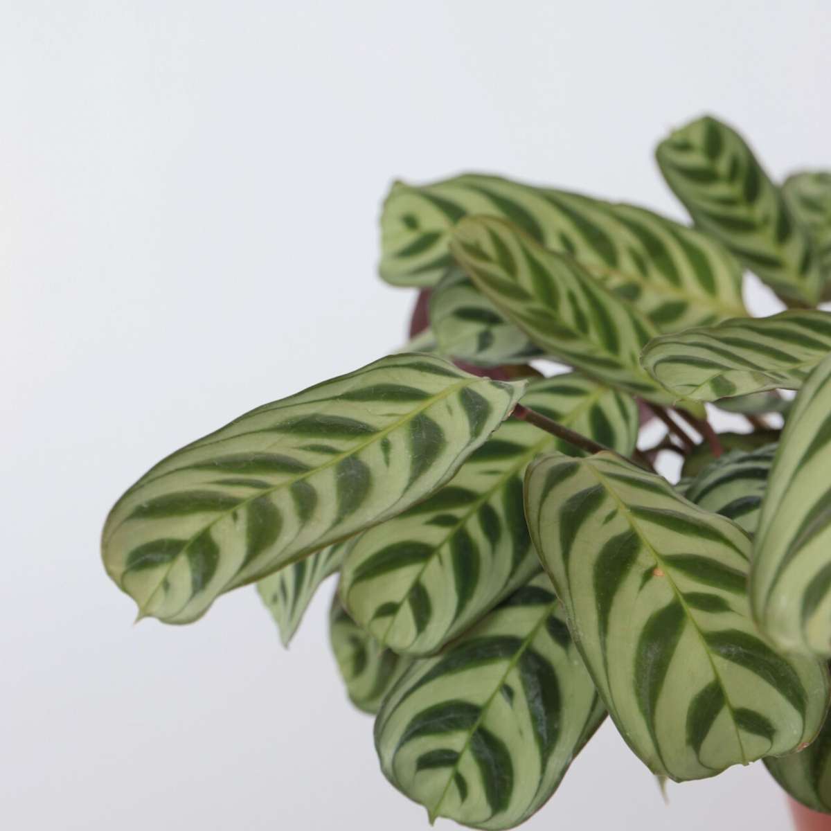Ctenanthe 'Gebetspflanze' - Burle-marxii