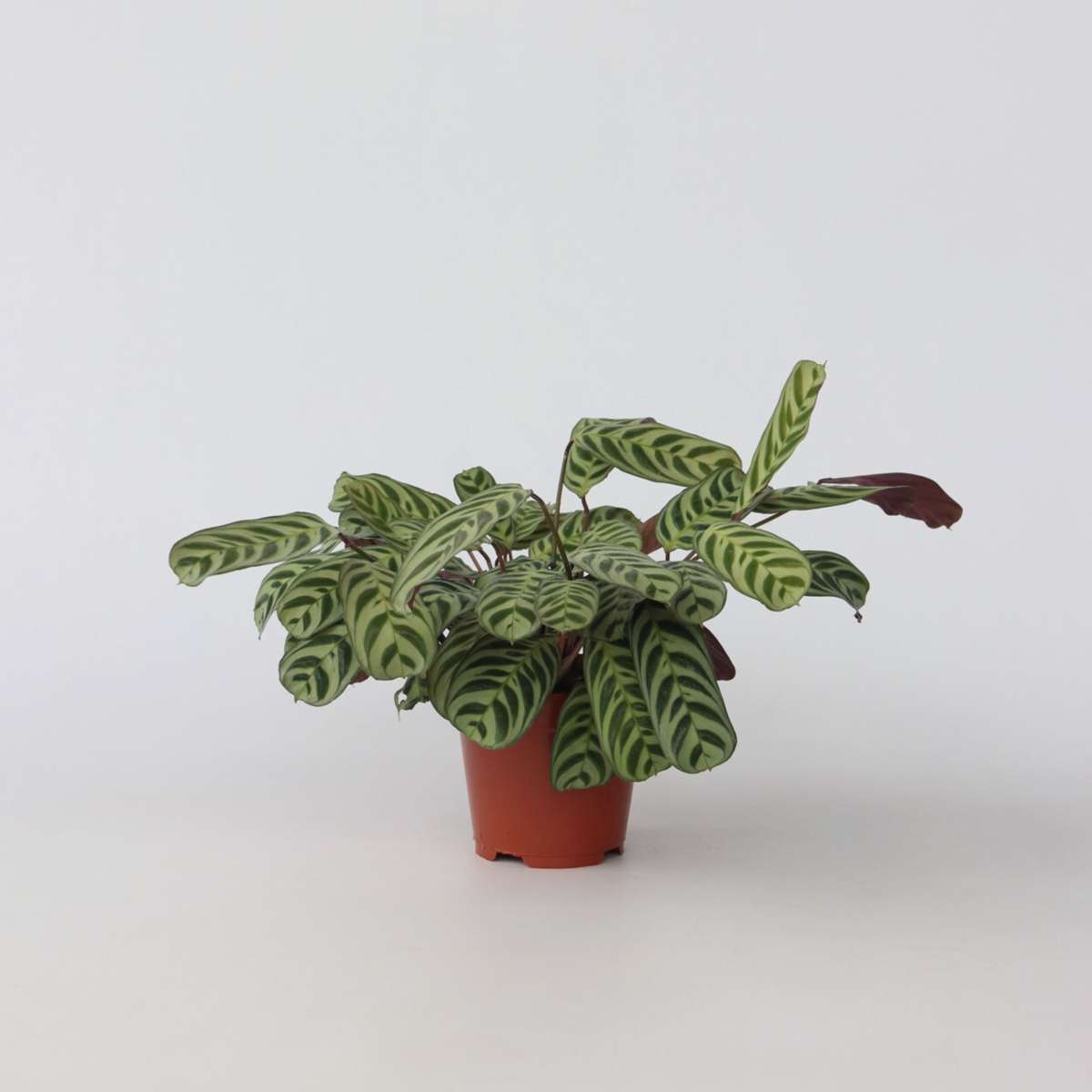 Ctenanthe 'Gebetspflanze' - Burle-marxii