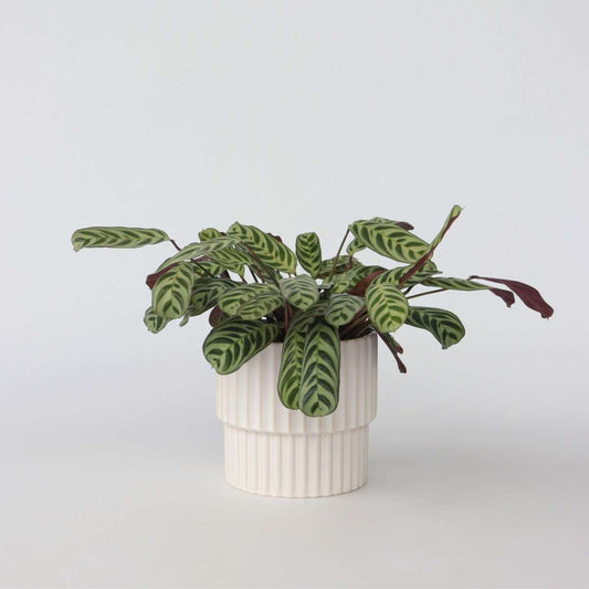Ctenanthe 'Gebetspflanze' - Burle-marxii