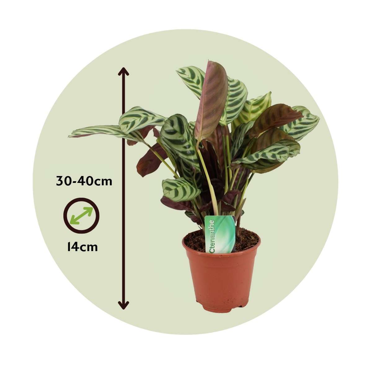 Ctenanthe 'Gebetspflanze' - Burle-marxii