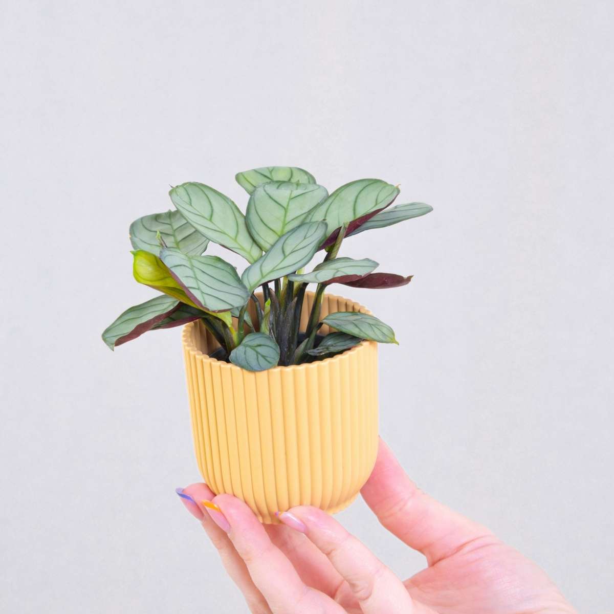 Ctenanthe amagris - 2er-Set - Gebetspflanze