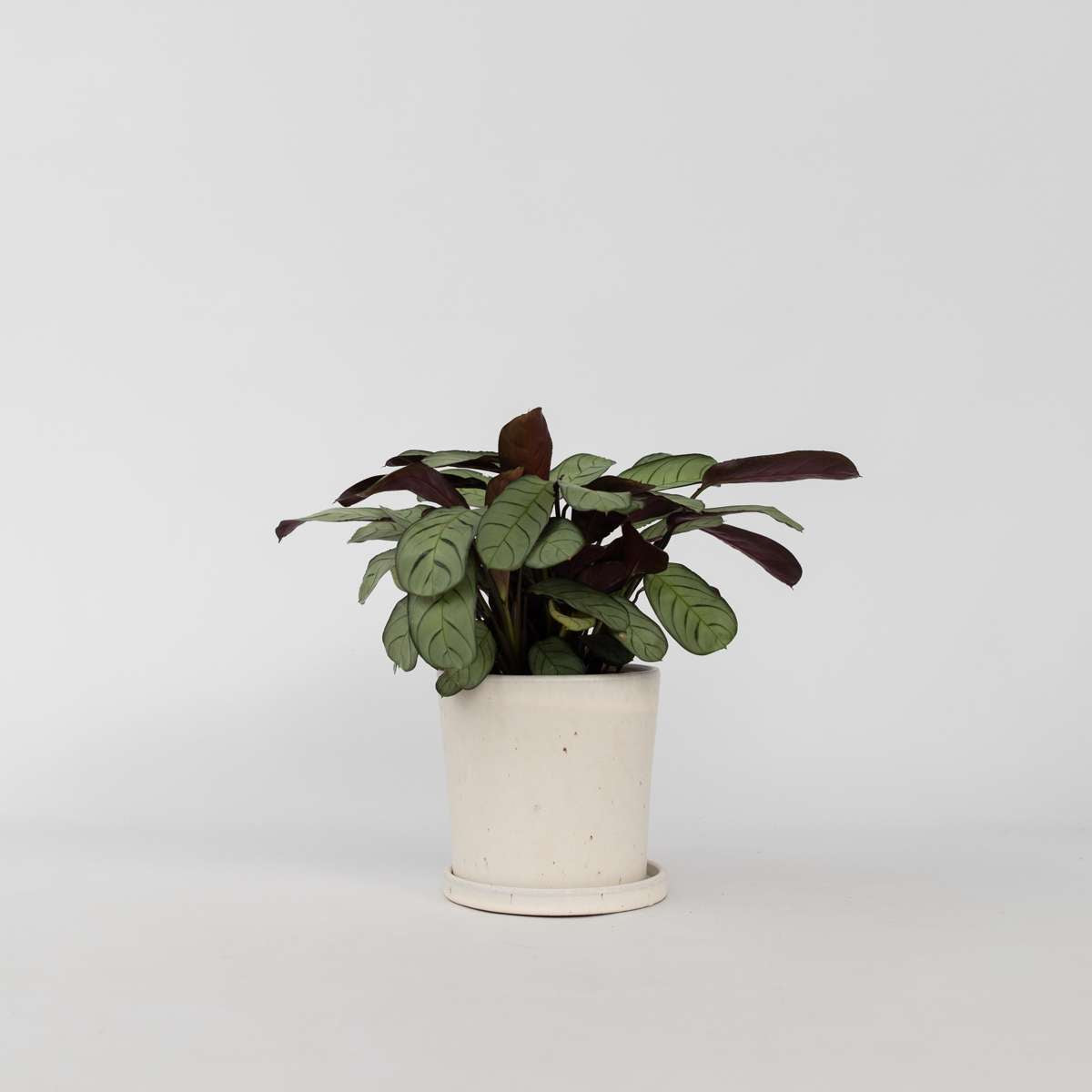 Ctenanthe amagris - Gebetspflanze