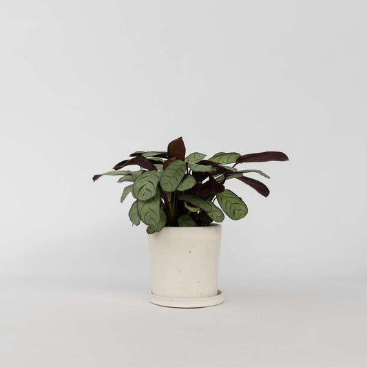 Ctenanthe amagris - Gebetspflanze