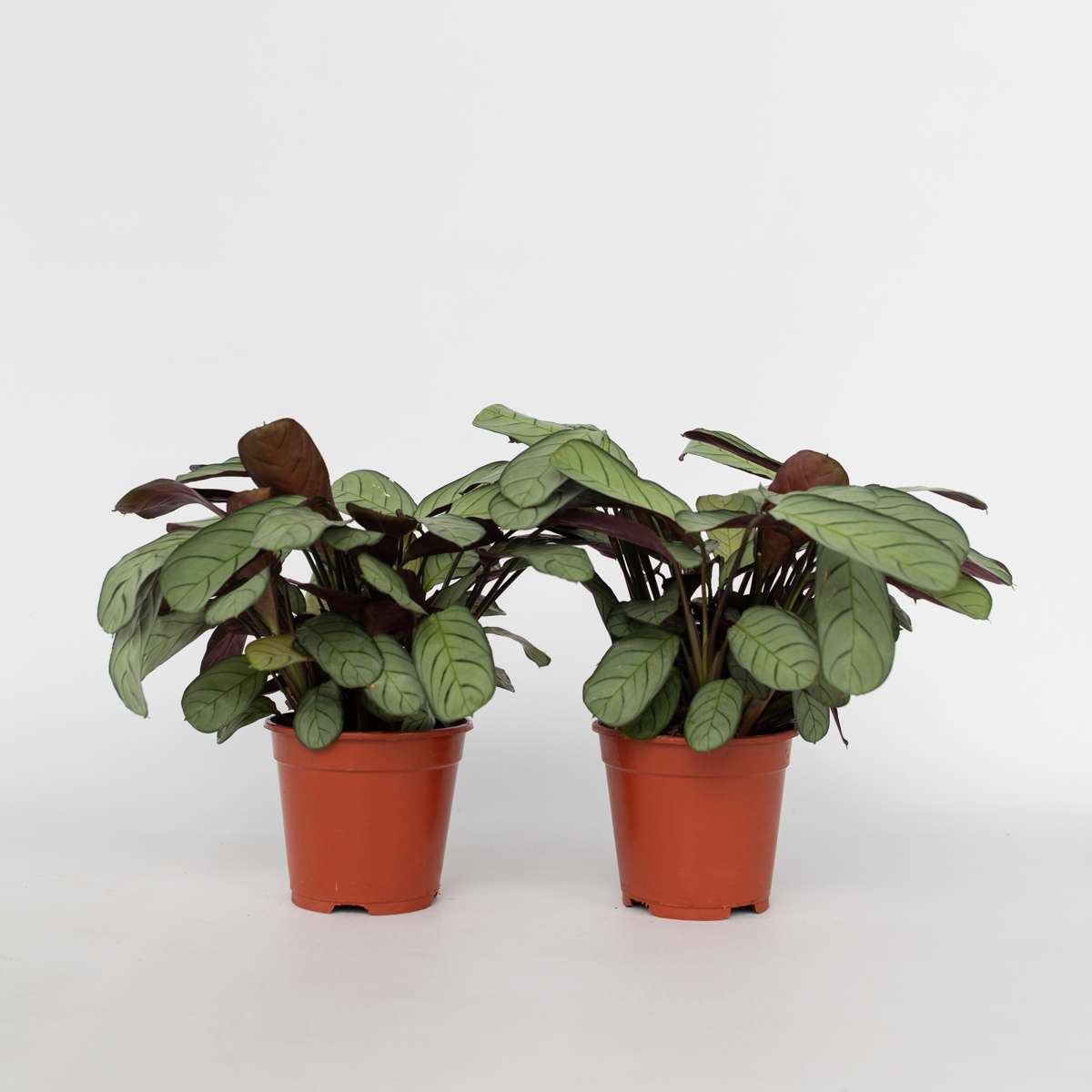 Ctenanthe amagris - 2er-Set - Gebetspflanze