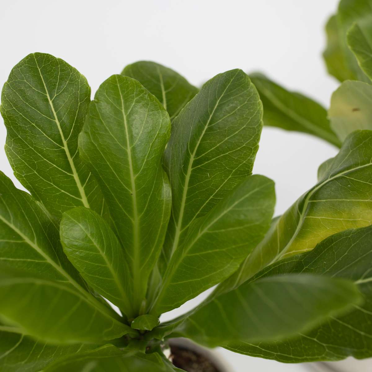 Brighamia Insignis 'Hawaii' - 2er-Set