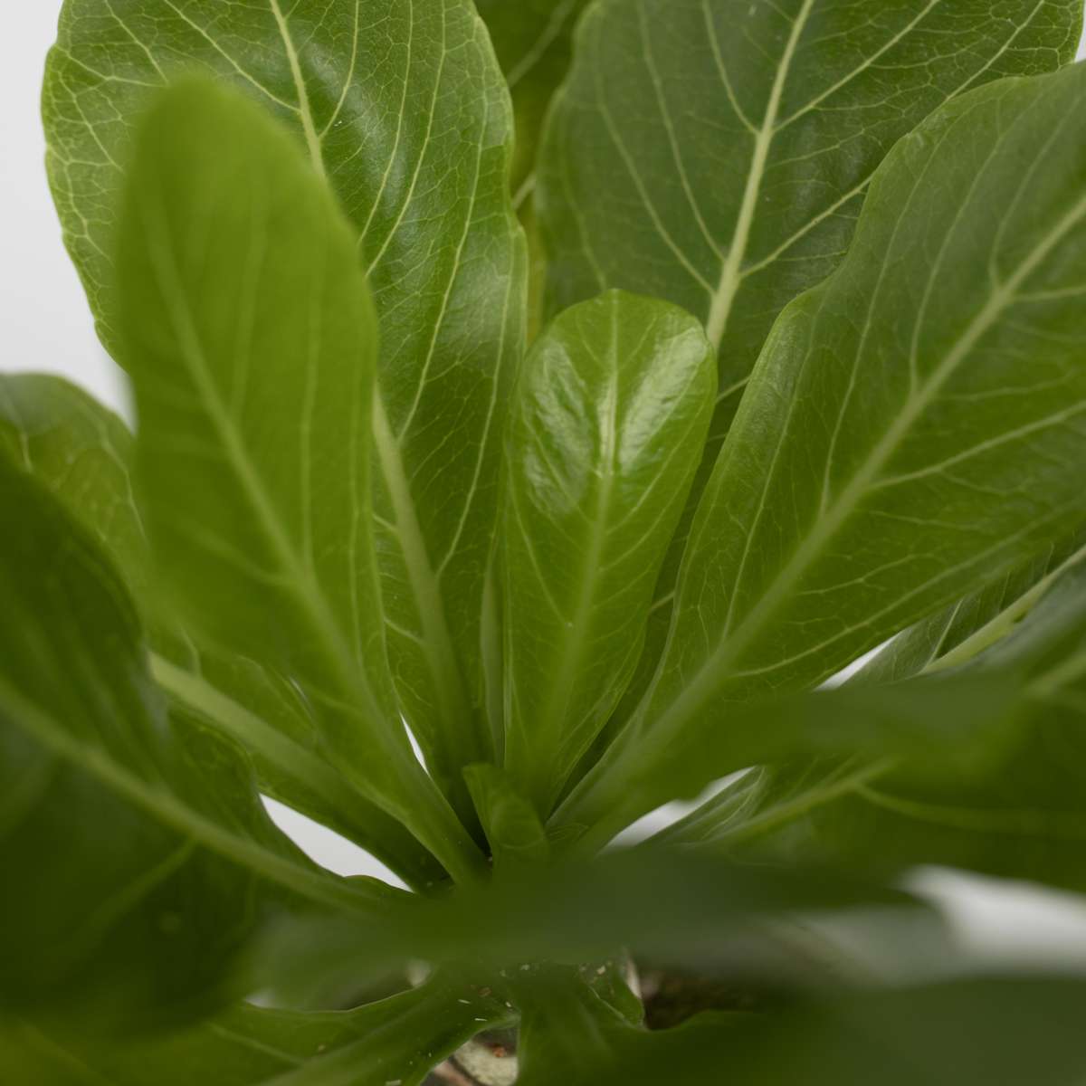 Brighamia Insignis 'Hawaii' - 2er-Set