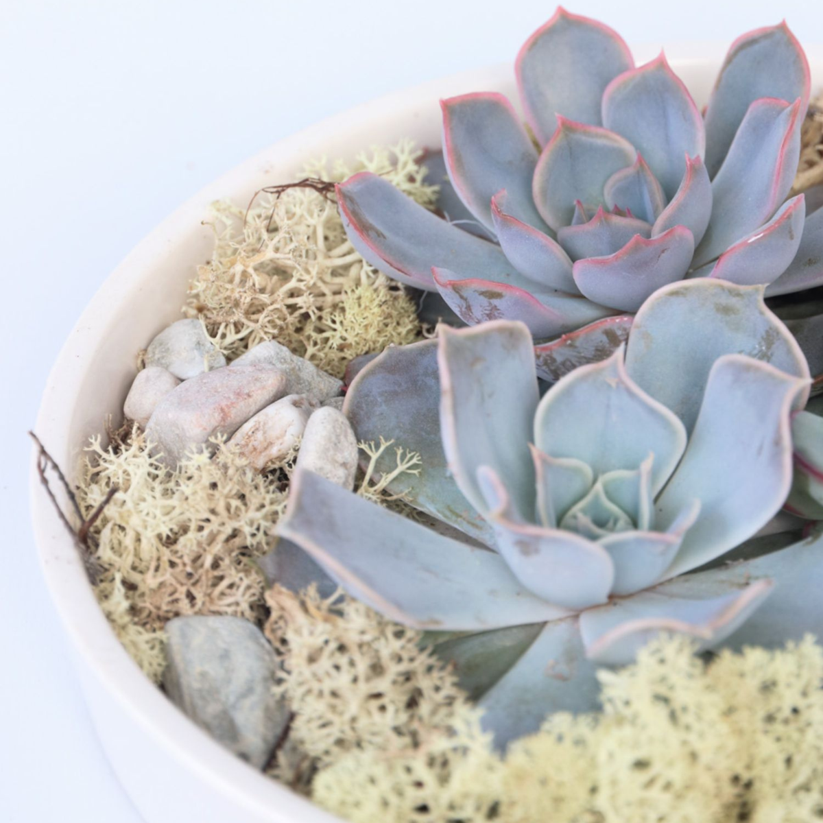 Echeveria - Sukkulenten auf einem dekorativen Tablett - Weiß