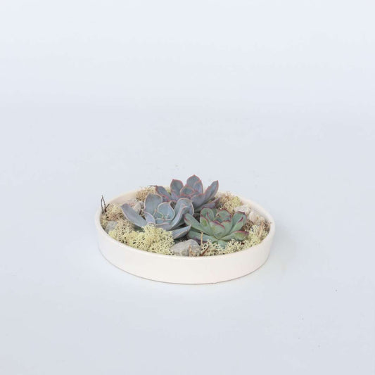 Echeveria - Sukkulenten auf einem dekorativen Tablett - Weiß